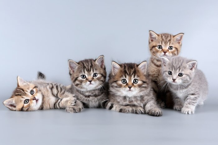 Tableau  Petits chats drôles