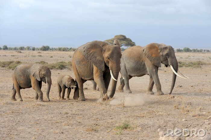 Tableau  Petits et grands éléphants au Kenya