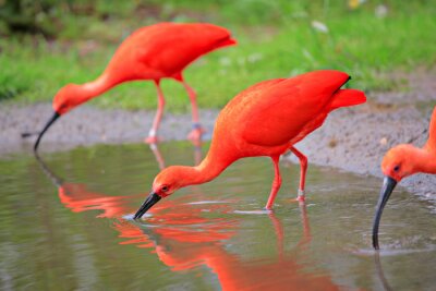 Petits oiseaux orange au bord de l'eau
