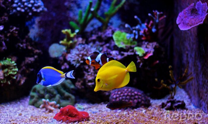 Tableau  Petits poissons dans l'aquarium