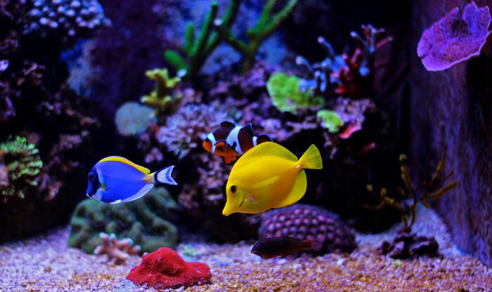Tableau  Petits poissons dans l'aquarium