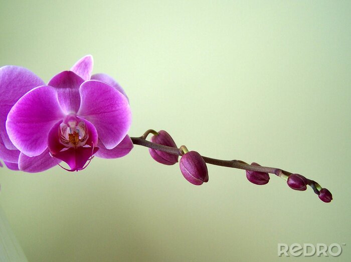 Tableau  phalaenopsis zen