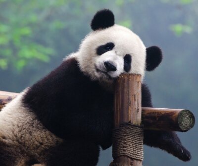 Photo d'un panda au repos