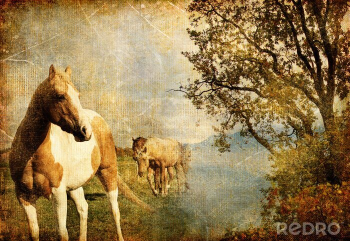 Tableau  Photo de chevaux dans un style rétro