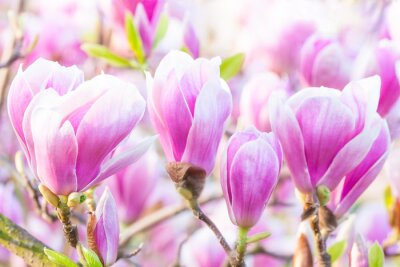 Photo de plusieurs bourgeons de magnolia