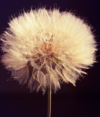 Tableau  Photo macro d'une fleur duveteuse