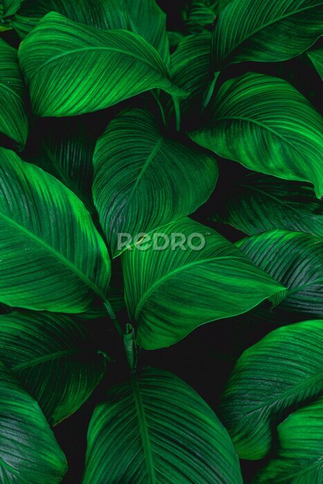 Tableau  Photo macro de feuilles vertes