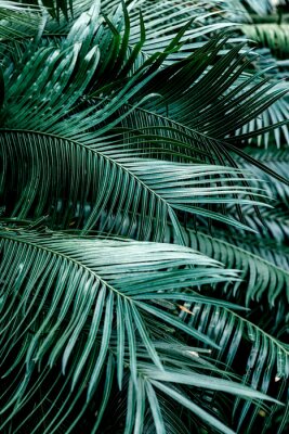 Tableau  Photo réaliste de feuilles de palmier vert foncé