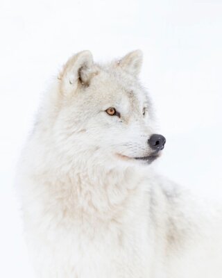 Photographie d'un loup arctique