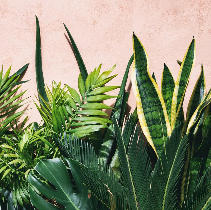 Tableau  Photographie de différentes feuilles