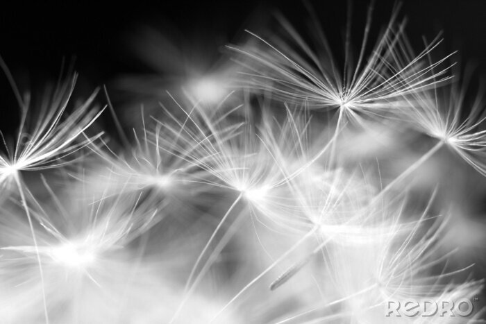 Tableau  Photographie en noir et blanc de graines de pissenlit