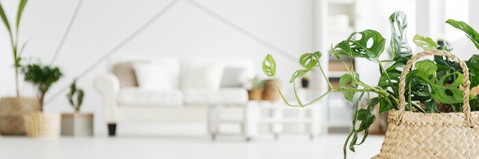 Tableau  Photographie lumineuse avec des plantes