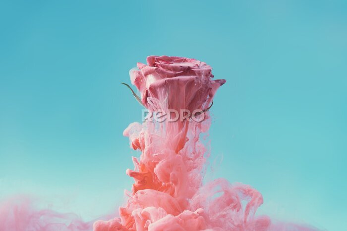 Tableau  Photographie moderne rose fumé