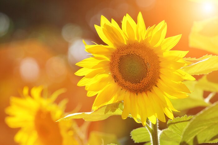 Tableau  Photographie solaire avec un tournesol