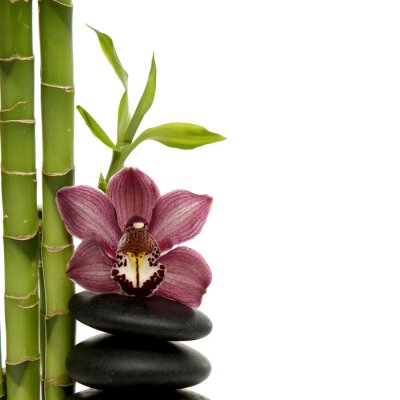 Pierres de bambou et orchidée