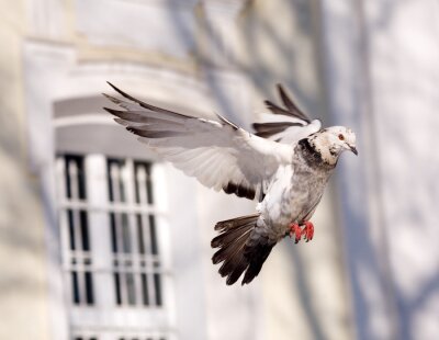 Pigeon survolant la ville