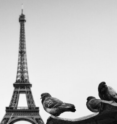 Pigeons contre la tour Eiffel - Paris France