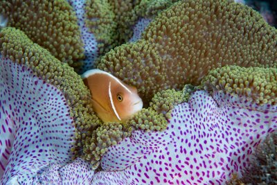 Tableau  Pink Anemonefish (Amphiprion perideraion), Cabilao Bohol Philippines