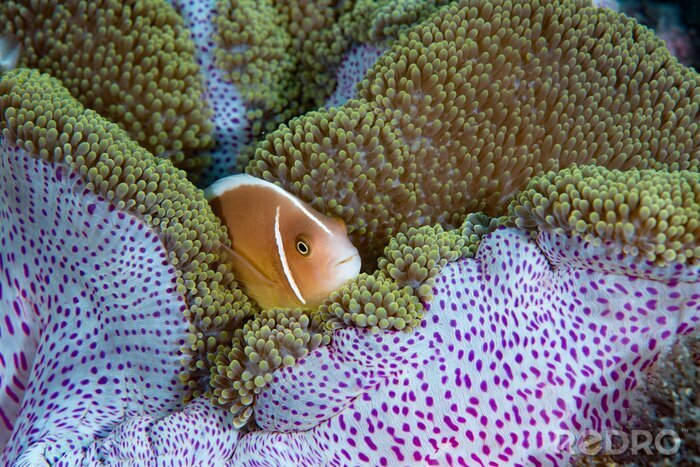 Tableau  Pink Anemonefish (Amphiprion perideraion), Cabilao Bohol Philippines