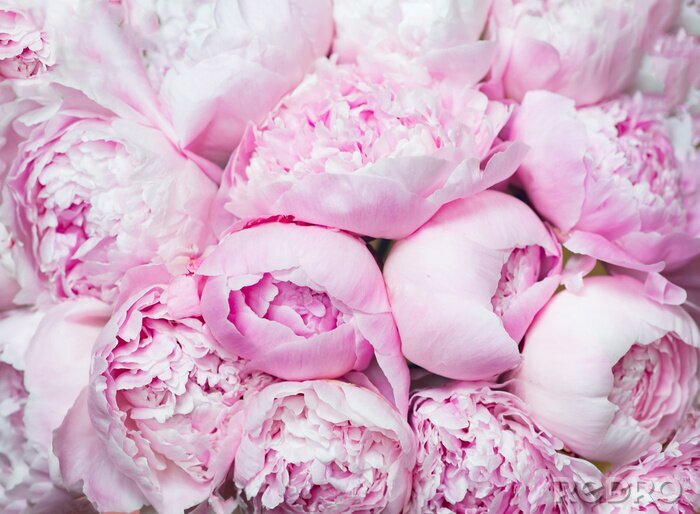 Tableau  Pink peonies blossom background. Flowers..
