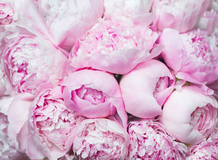 Tableau  Pink peonies blossom background. Flowers..