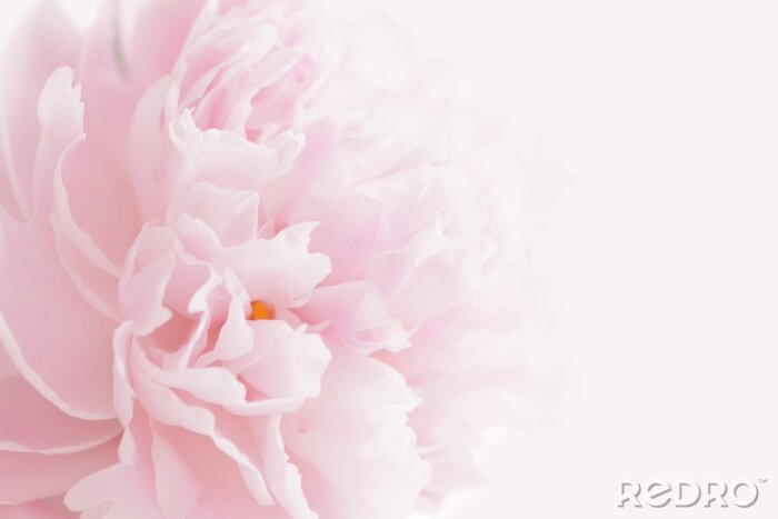 Tableau  Pink peony in pastel delicate colors close up.