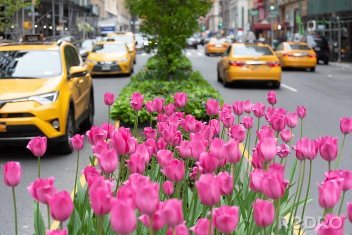 Tableau  Pink tulips in bloom along Park Avenue in Manhattan.