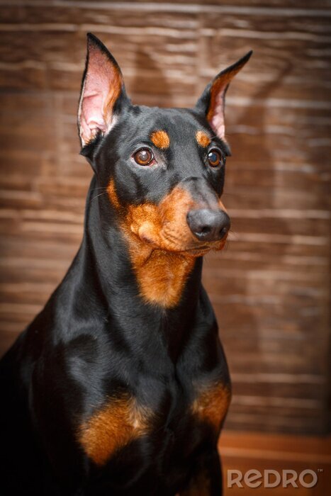 Tableau  Pinscher allemand