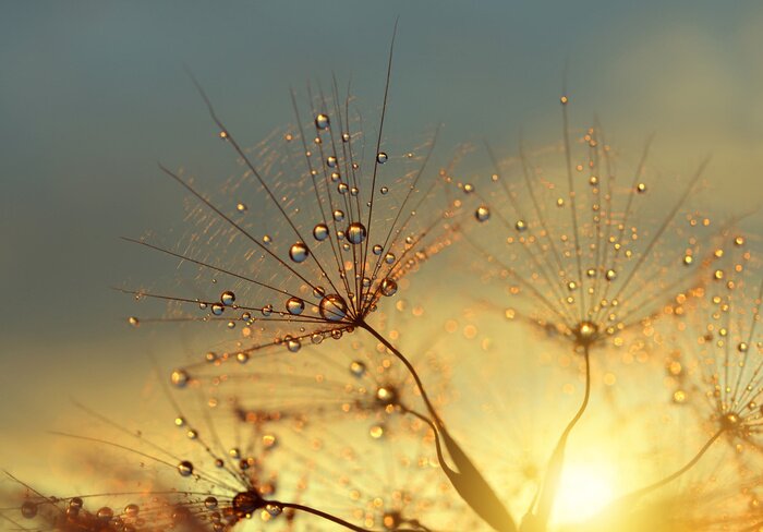 Tableau  Pissenlit à l'aube