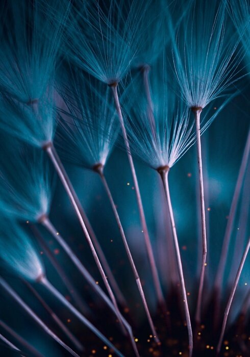 Tableau  pissenlit abstrait