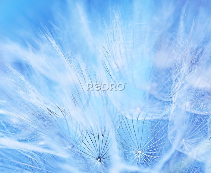 Tableau  Pissenlit bleu