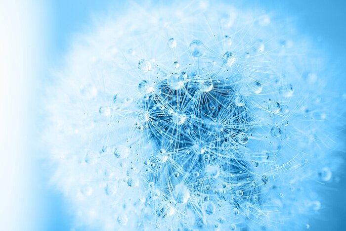 Tableau  Pissenlit bleu avec des gouttes de rosée