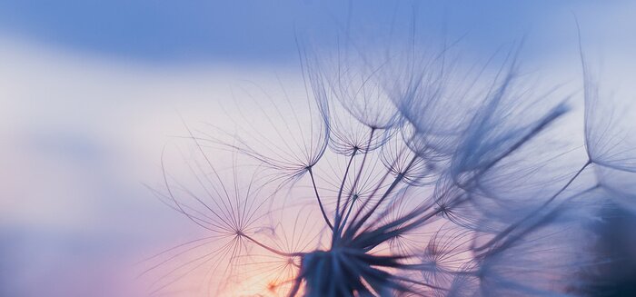 Tableau  Pissenlit dans le contexte du ciel du soir