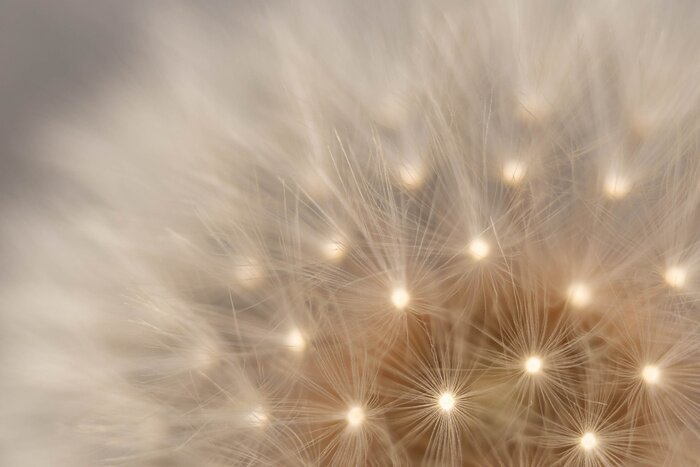 Tableau  Pissenlit en macrophotographie