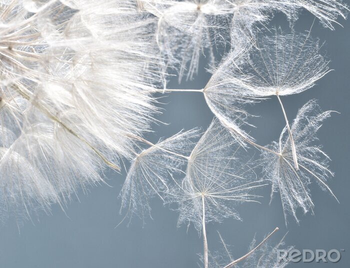 Tableau  Pissenlit et aigrettes