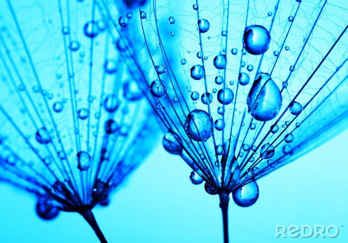 Tableau  Pissenlit et gouttes sur fond bleu
