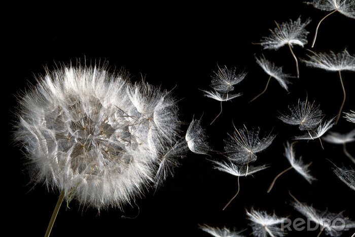 Tableau  Pissenlit et graines tendres