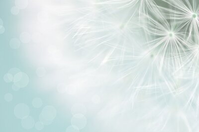 Pissenlit graines blanches