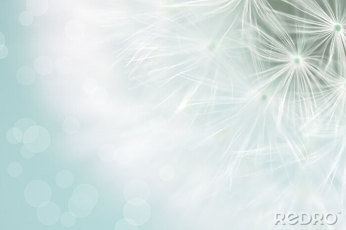 Tableau  Pissenlit graines blanches