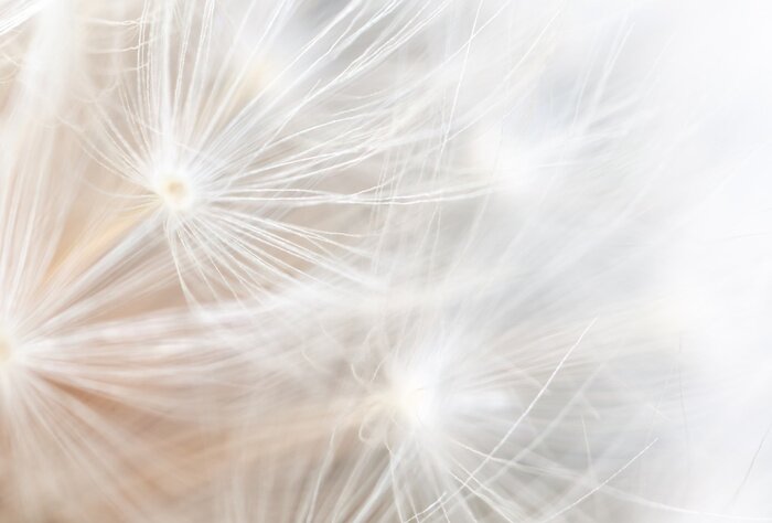 Tableau  Pissenlit moelleux