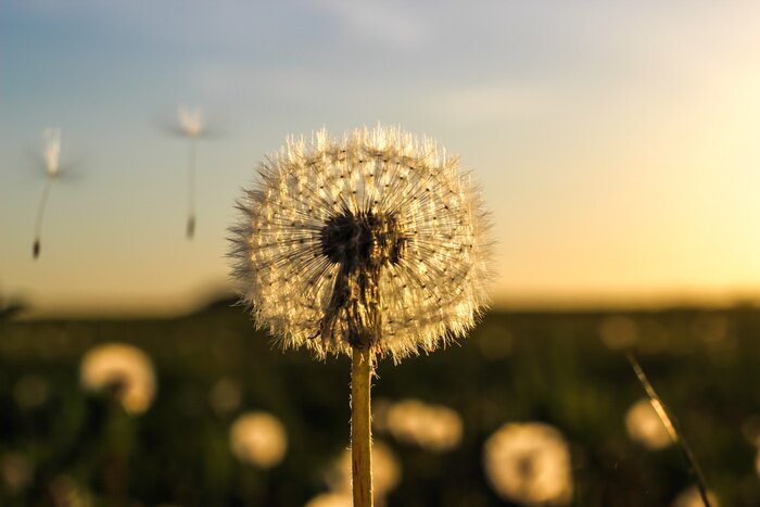 Tableau  Pissenlit moelleux dans le pré