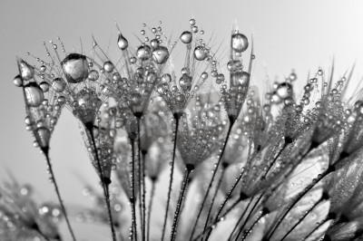 Tableau  Pissenlit noir et blanc graines