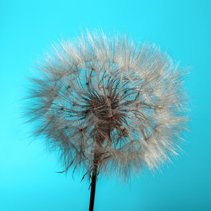 Tableau  Pissenlit sur fond turquoise