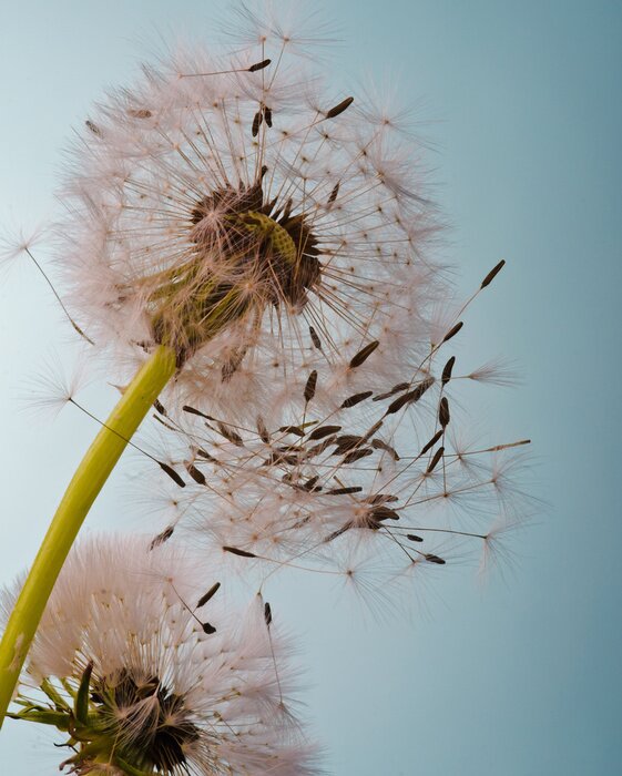Tableau  Pissenlit sur un ciel dégagé