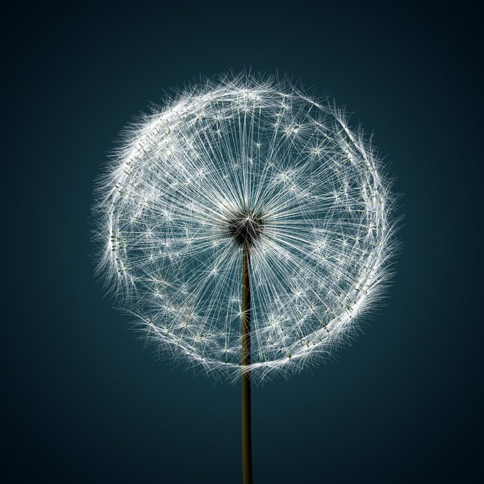 Tableau  Pissenlit sur un fond bleu foncé