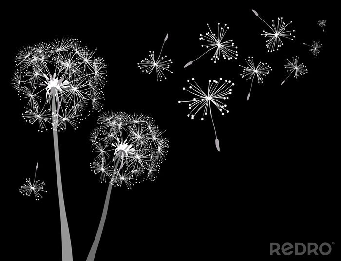 Tableau  Pissenlits graphiques blancs sur fond noir