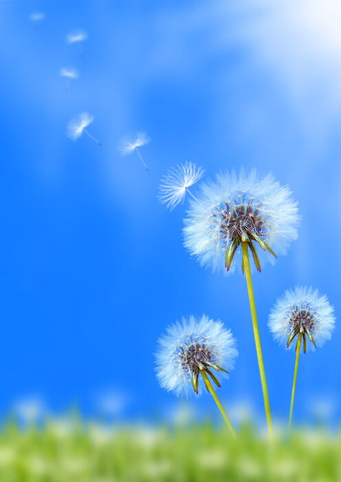 Tableau  Pissenlits sur fond flou