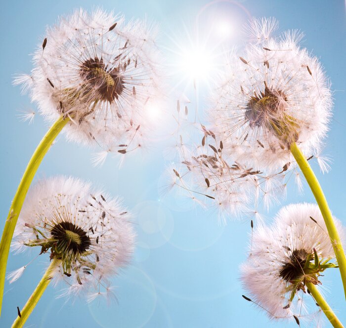 Tableau  Pissenlits sur le ciel