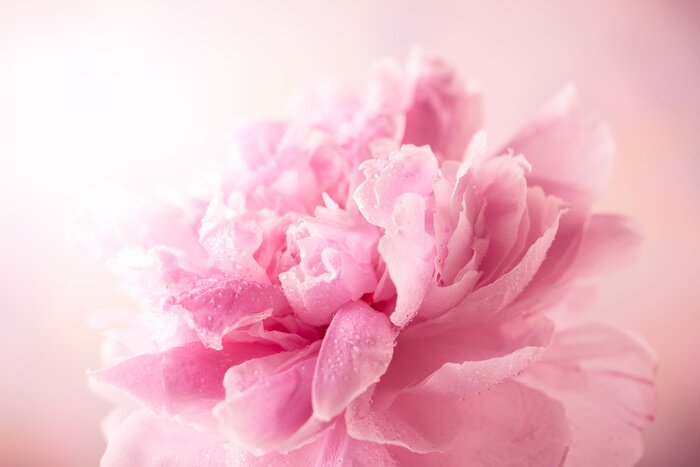 Tableau  Pivoine rose