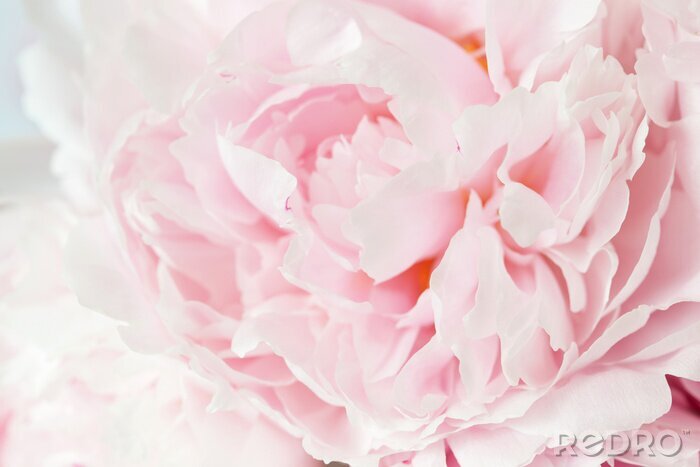Tableau  Pivoine rose macro